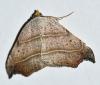 Laspeyria flexula